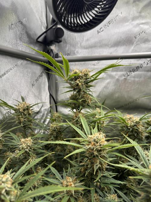 Bruce Banner #3 Auto. Week 11
