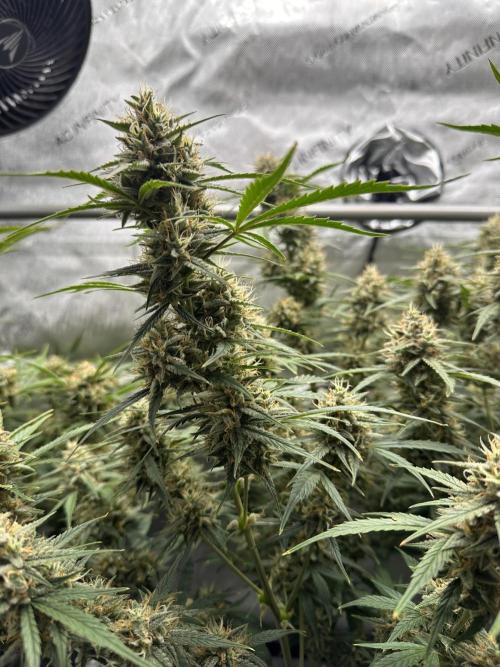 Bruce Banner #3 Auto. Week 11