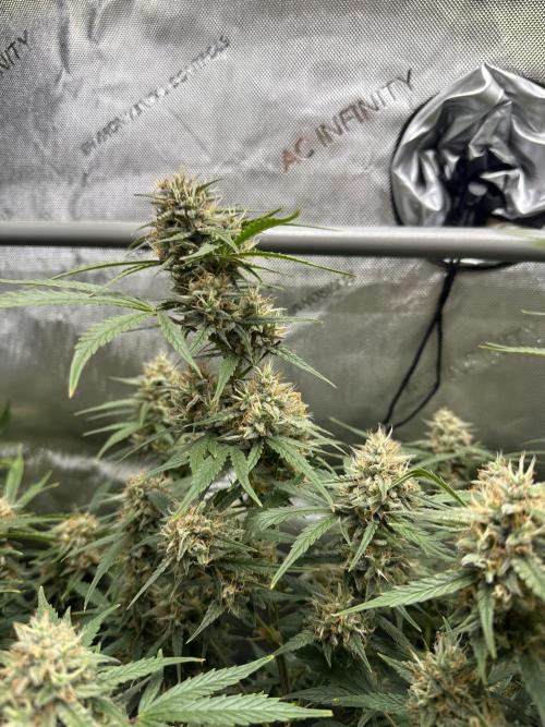 Bruce Banner #3 Auto. Week 11