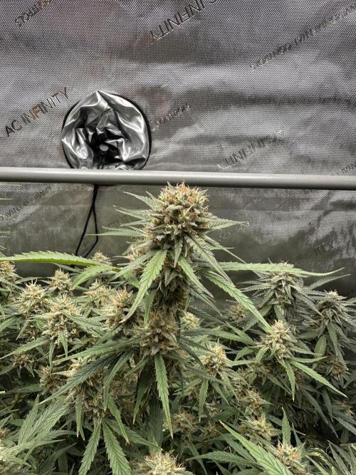 Bruce Banner #3 Auto. Week 11