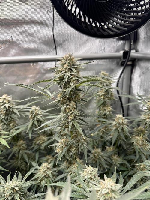 Bruce Banner #3 Auto. Week 11