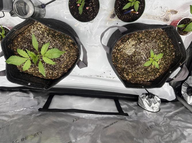 Strawberry Gorilla Auto. Week 2