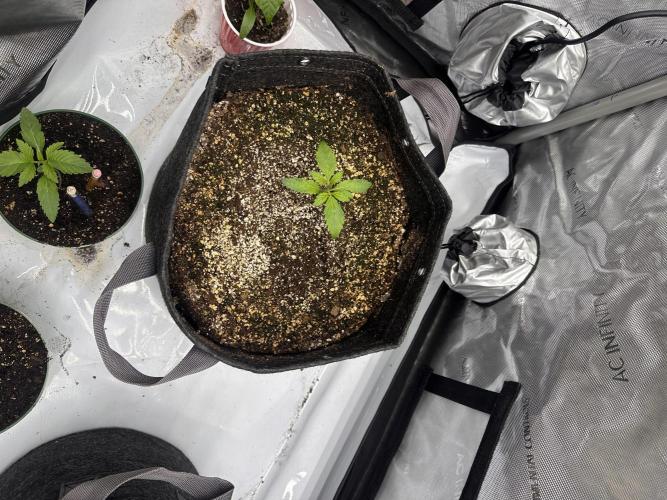 Strawberry Gorilla Auto. Week 2