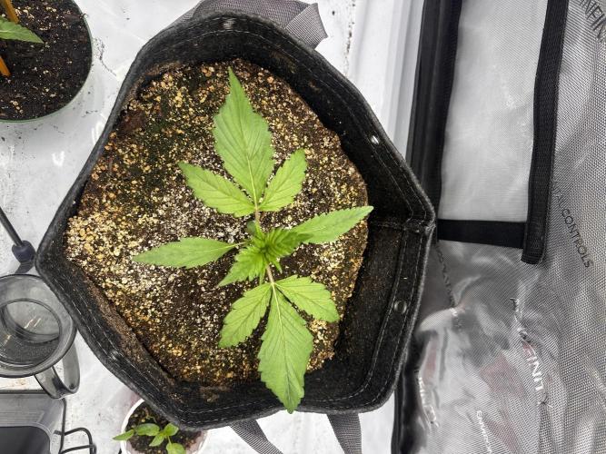 Strawberry Gorilla Auto. Week 2