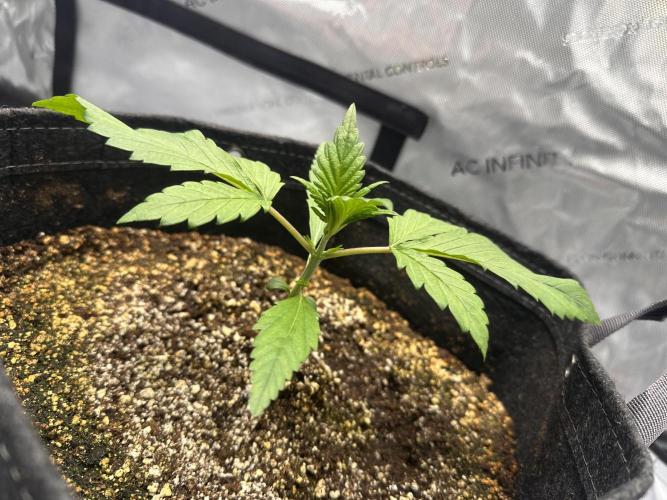 Strawberry Gorilla Auto. Week 2