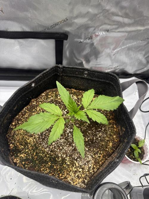 Strawberry Gorilla Auto. Week 2