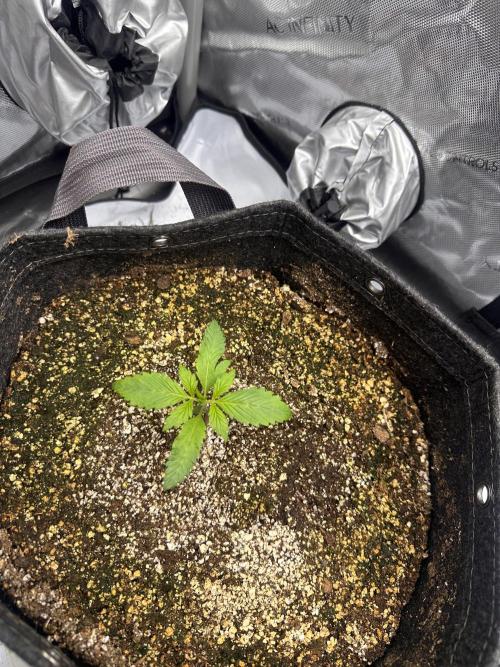 Strawberry Gorilla Auto. Week 2
