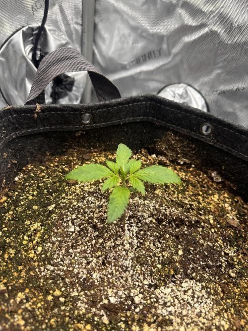 Strawberry Gorilla Auto. Week 2
