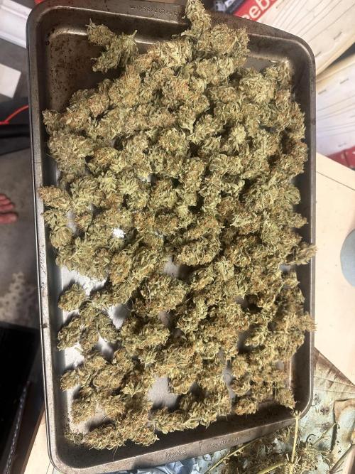 Bruce Banner #3 Auto. Week 11