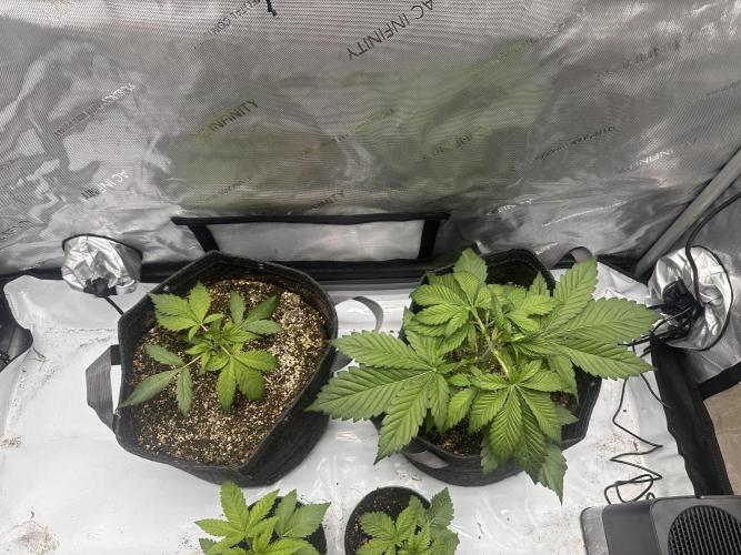 Strawberry Gorilla Auto. Week 3