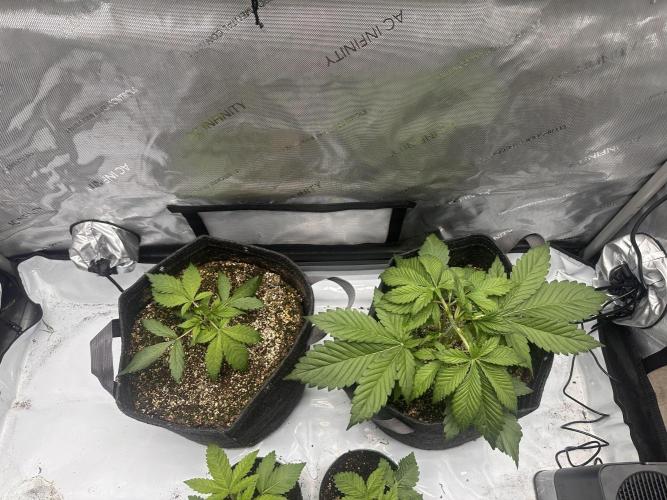 Strawberry Gorilla Auto. Week 3