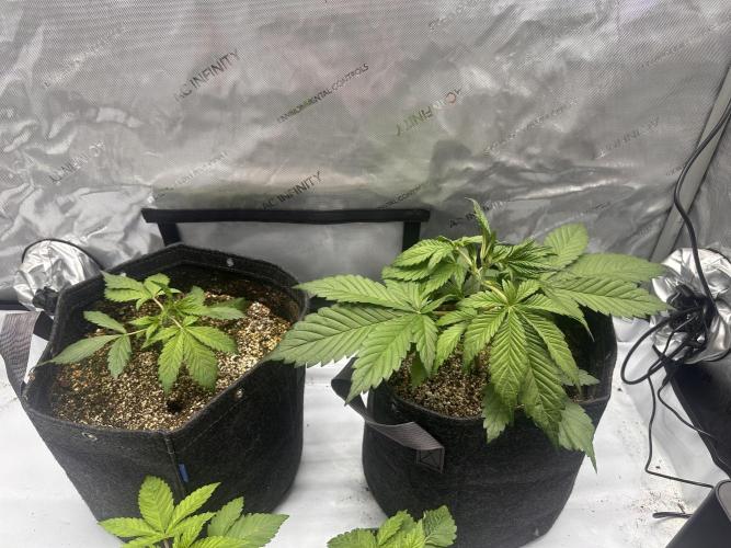 Strawberry Gorilla Auto. Week 3