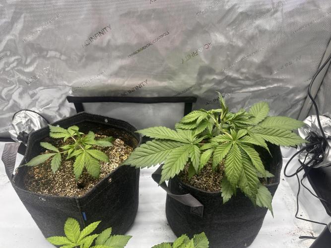 Strawberry Gorilla Auto. Week 3