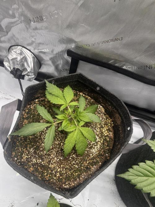 Strawberry Gorilla Auto. Week 3