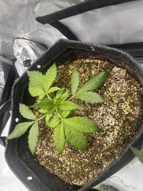Strawberry Gorilla Auto. Week 3