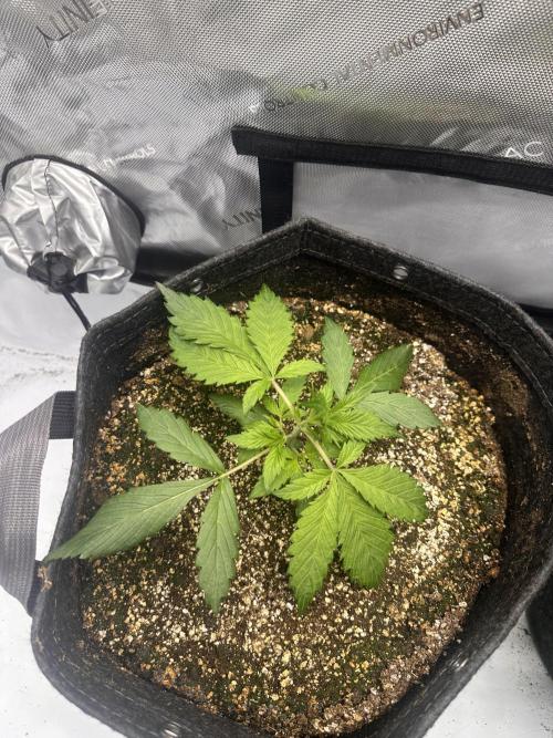 Strawberry Gorilla Auto. Week 3
