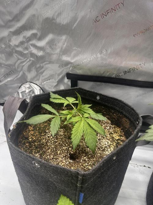 Strawberry Gorilla Auto. Week 3
