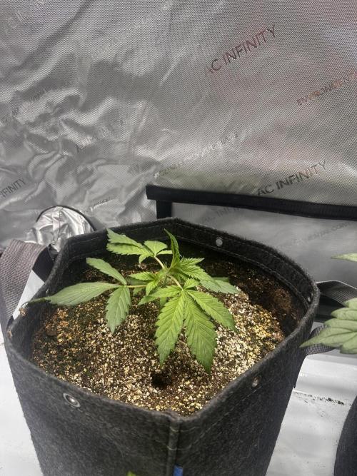 Strawberry Gorilla Auto. Week 3