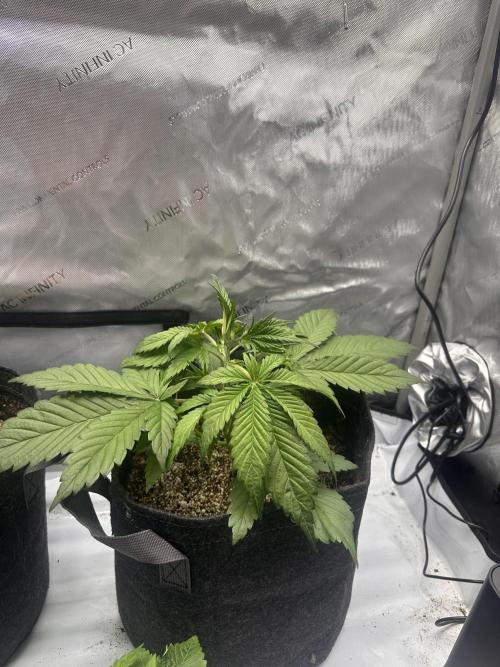 Strawberry Gorilla Auto. Week 3