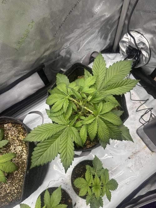 Strawberry Gorilla Auto. Week 3