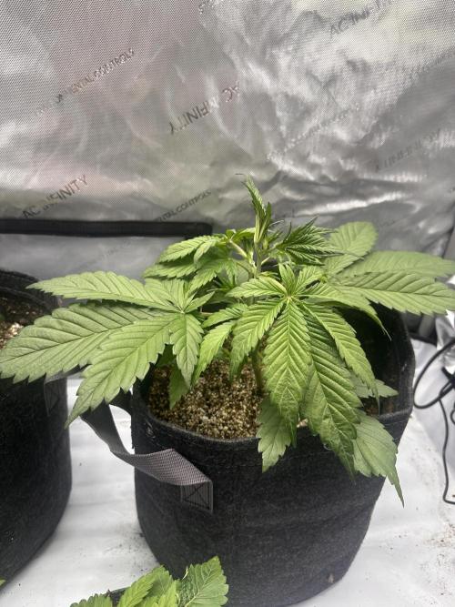 Strawberry Gorilla Auto. Week 3