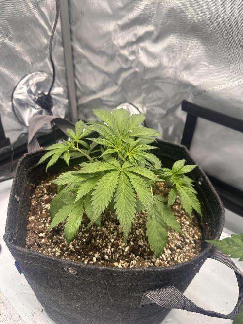 Strawberry Gorilla Auto. Week 4