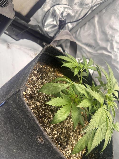 Strawberry Gorilla Auto. Week 4