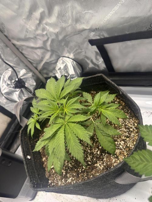 Strawberry Gorilla Auto. Week 4