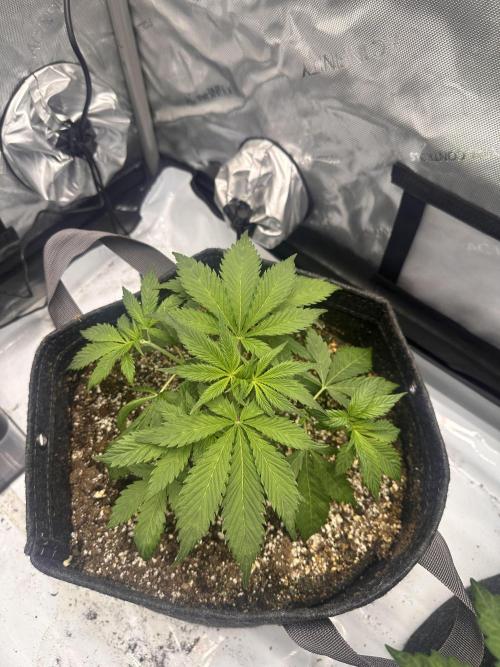 Strawberry Gorilla Auto. Week 4