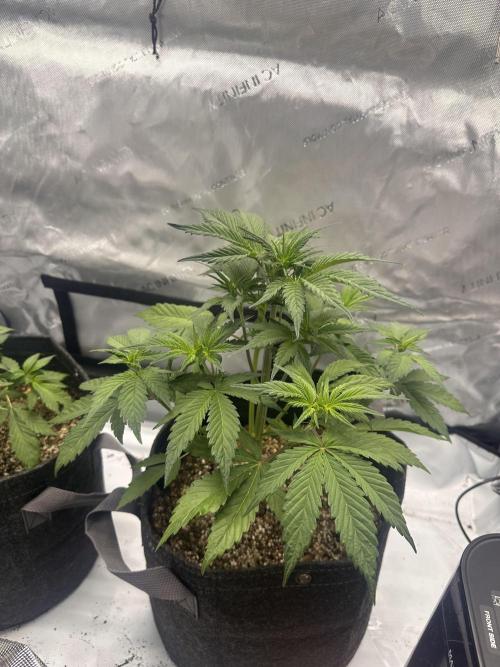 Strawberry Gorilla Auto. Week 4