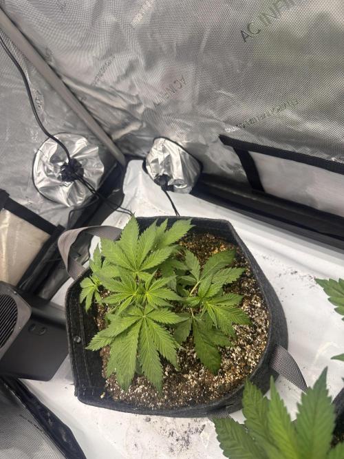 Strawberry Gorilla Auto. Week 4