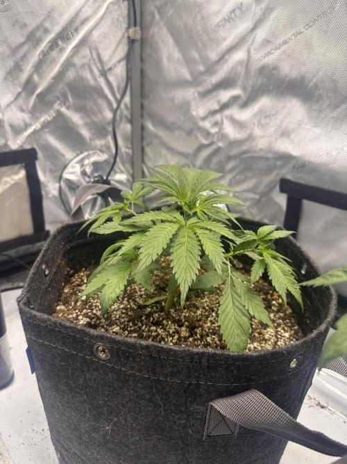 Strawberry Gorilla Auto. Week 4