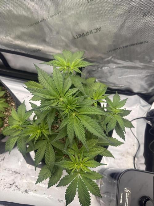 Strawberry Gorilla Auto. Week 4
