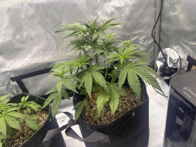 Strawberry Gorilla Auto. Week 4