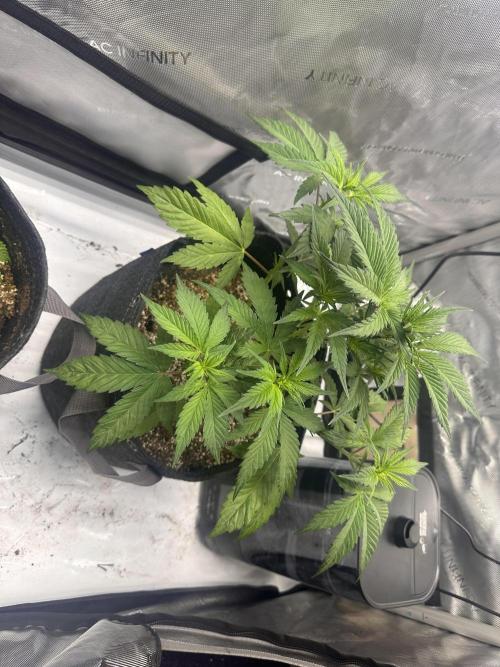 Strawberry Gorilla Auto. Week 4