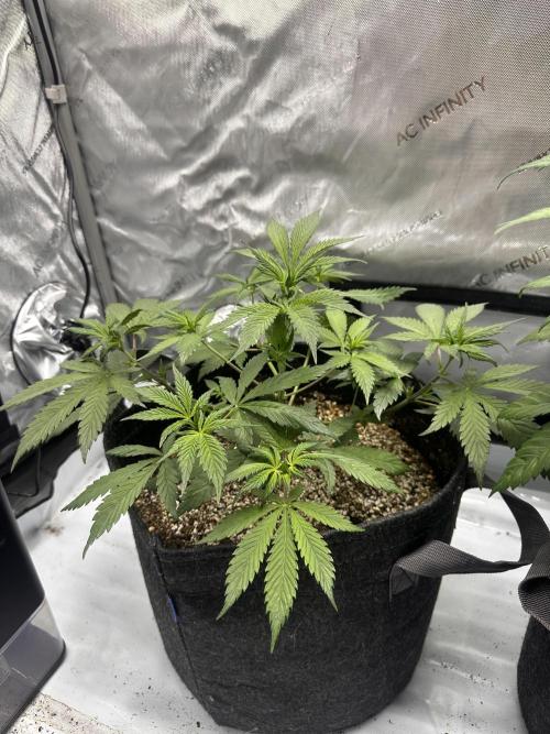 Strawberry Gorilla Auto. Week 5
