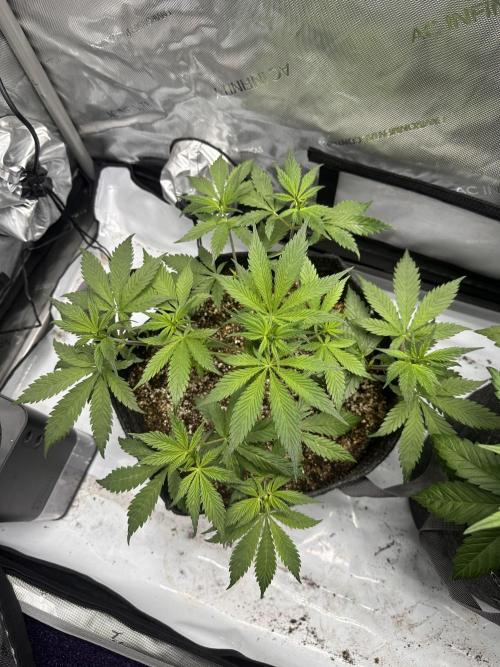 Strawberry Gorilla Auto. Week 5