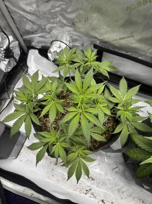 Strawberry Gorilla Auto. Week 5