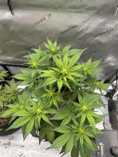 Strawberry Gorilla Auto. Week 5
