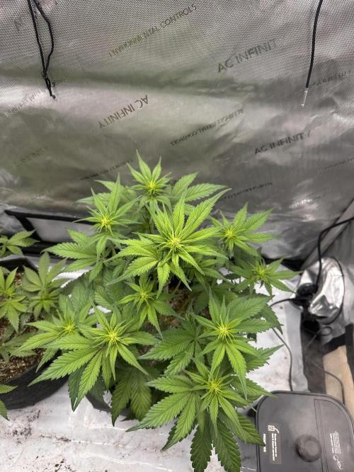 Strawberry Gorilla Auto. Week 5