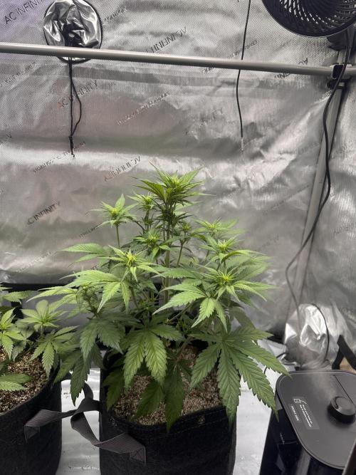 Strawberry Gorilla Auto. Week 5