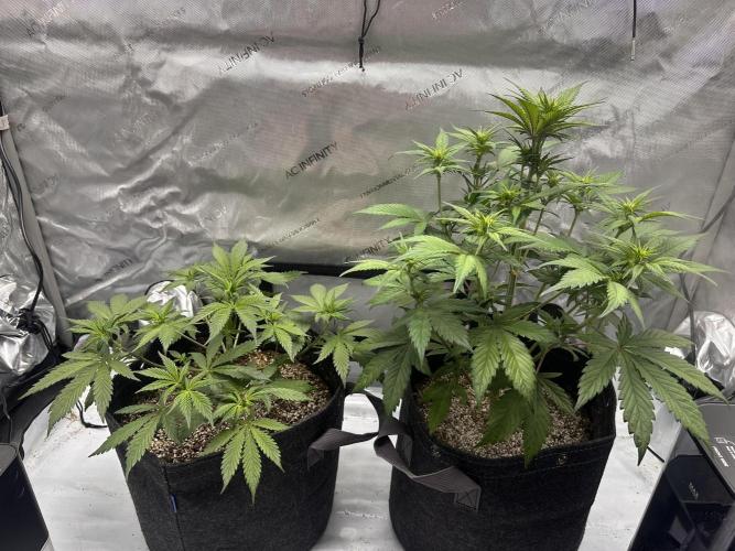 Strawberry Gorilla Auto. Week 5