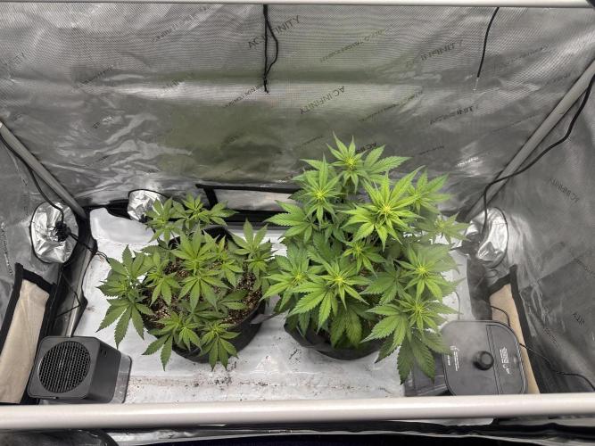 Strawberry Gorilla Auto. Week 5