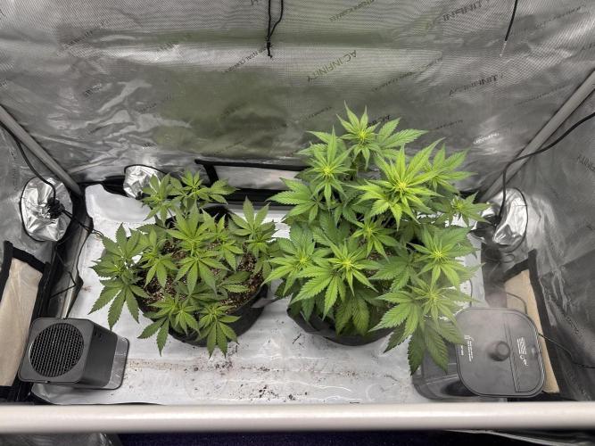 Strawberry Gorilla Auto. Week 5