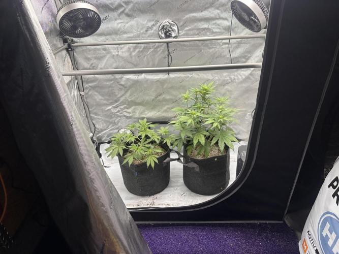 Strawberry Gorilla Auto. Week 5