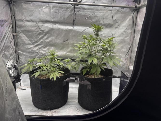Strawberry Gorilla Auto. Week 5