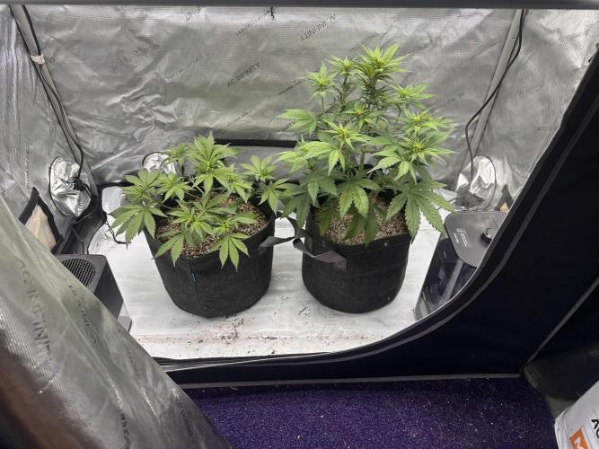 Strawberry Gorilla Auto. Week 5