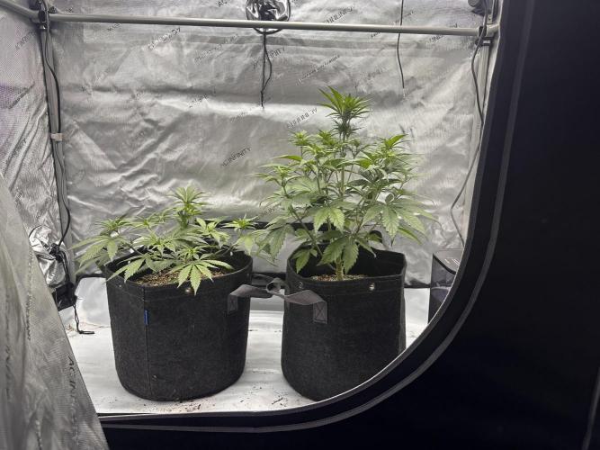 Strawberry Gorilla Auto. Week 5