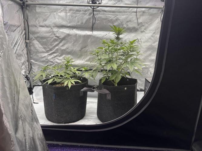 Strawberry Gorilla Auto. Week 5