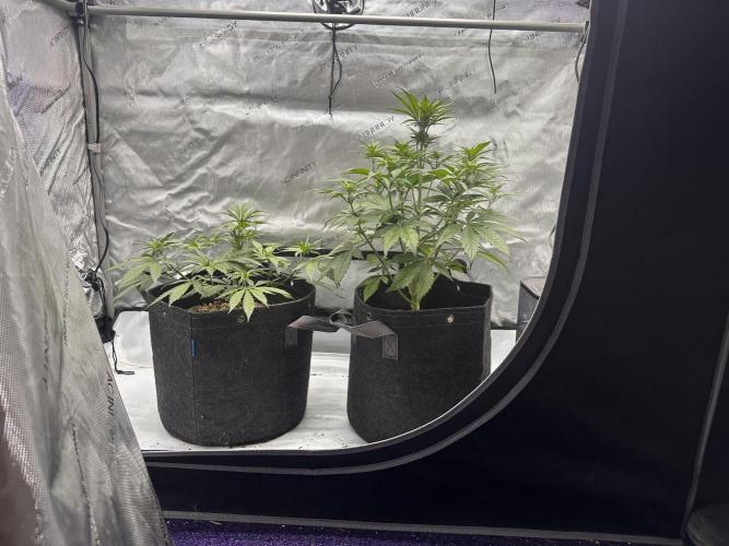 Strawberry Gorilla Auto. Week 5